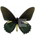 PAPILIONIDAE