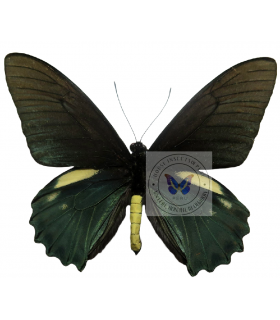 PAPILIONIDAE