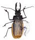 Cerambycidae macrodontia antonkozlovi