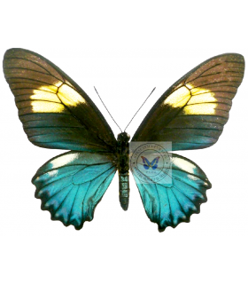 PAPILIONIDAE