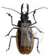 Cerambycidae macrodontia antonkozlovi
