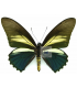 PAPILIONIDAE