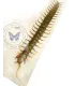 Scorpioniodea  scolopendra giganteus