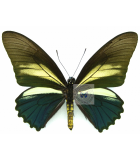 PAPILIONIDAE