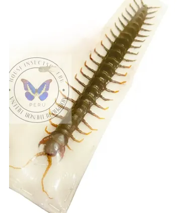 Scorpioniodea  scolopendra giganteus