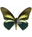 Battus crassus