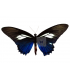 PAPILIONIDAE