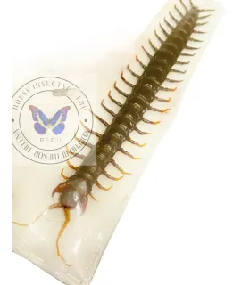 Scorpioniodea  scolopendra giganteus (Black )