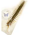 Scolopendra gigantea (Black)