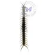 Scorpioniodea  scolopendra giganteus (Black )