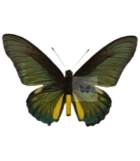PAPILIONIDAE
