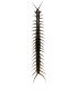 Scorpioniodea  scolopendra giganteus (Black )