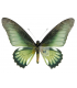 PAPILIONIDAE