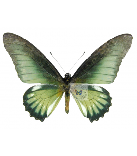 PAPILIONIDAE