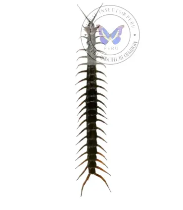 Scorpioniodea  scolopendra giganteus (Black )