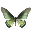 Battus  lycidas(F)