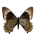 PAPILIONIDAE