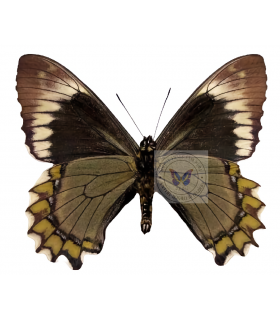 PAPILIONIDAE