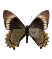 Battus madyes chlorodamas