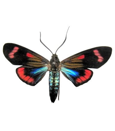 Arctiidae Belenmia splendens