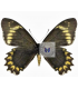 PAPILIONIDAE