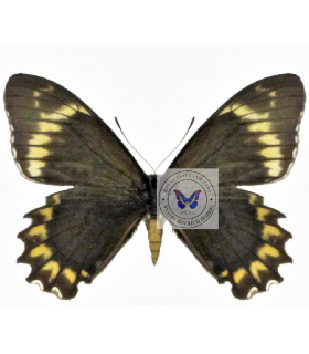 PAPILIONIDAE