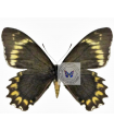 B.madyes chlorodamas(F)