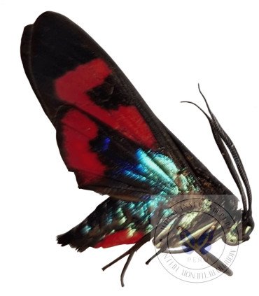 Arctiidae Belenmia splendens