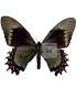 PAPILIONIDAE
