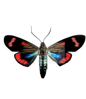 Arctiidae Belenmia splendens