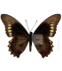 PAPILIONIDAE