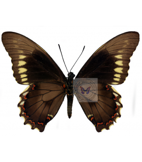 PAPILIONIDAE