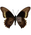 Battus polydamas