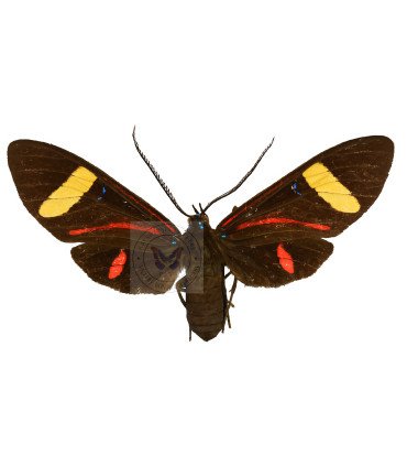 Arctiidae  histioea amazonica