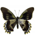 PAPILIONIDAE