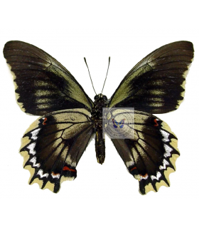 PAPILIONIDAE