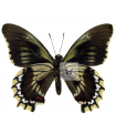 Battus streckerianus