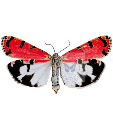 Arctiidae Utetheisa ornatrix ornatrix
