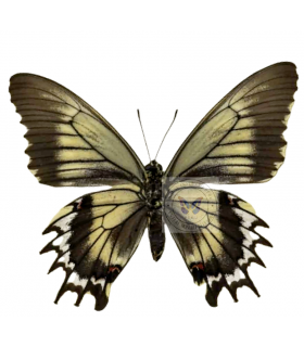 PAPILIONIDAE