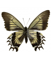 Battus streckerianus(F)