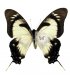 PAPILIONIDAE
