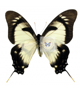 PAPILIONIDAE