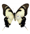 Eurytides dolicaon deileion
