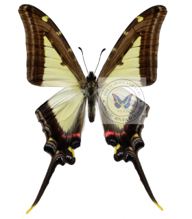 PAPILIONIDAE
