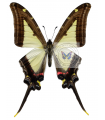 Eurytides leucaspis