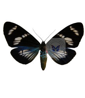 Arctiidae Hypocrita plagifera