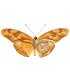 Heliconidae Dryas julia