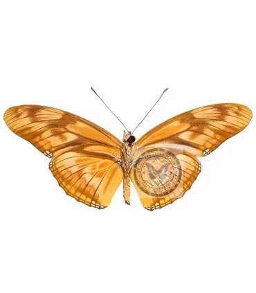 Heliconidae Dryas julia