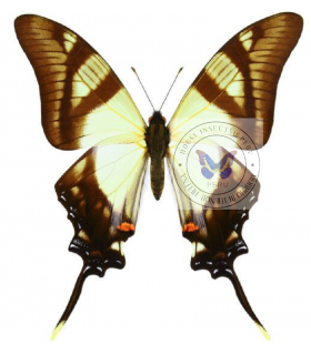 PAPILIONIDAE