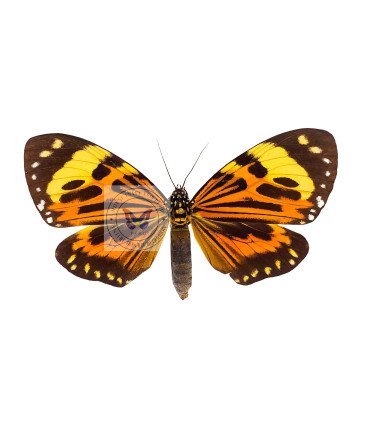 Arctiidae Chetone histrio